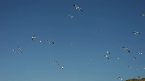 flock of seagulls flying around randomly in search of food against a blue sky during sunny clear day