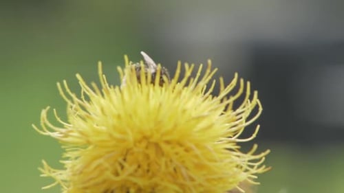 A macro close up shot of a bumble bee on a yellow flower searching for food.