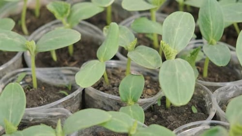 Young Seedlings of Cucumbers Plastic Cups Growing Plants in Spring Sprouts Germination Cucumber