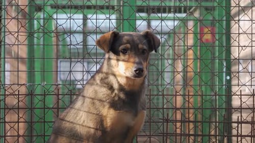 Homeless Dog Inside a Cage at the Shelter