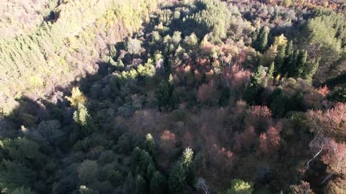 Aerial View From a Drone of Autumn Forest at Dawn