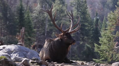 elk bull laying on sunny rocks while autumn leaves fall during rutting season