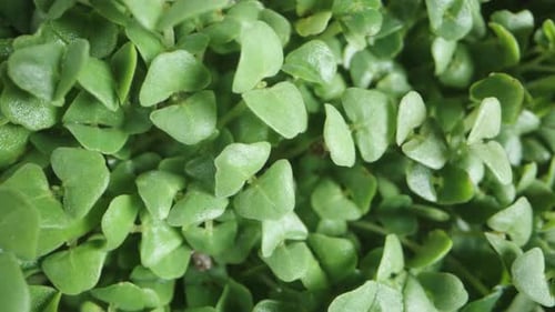 Chia seed sprouts, top view dolly zoom. Macro. Homegrown greens concept.