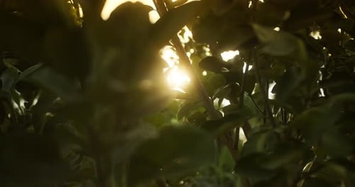 Sun Shining Through Green Leaves at Golden Hour