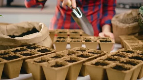 Farmer Prepares Soil or Coconut Substrate for Planting Vegetable Filling Seeding Trays with Ground
