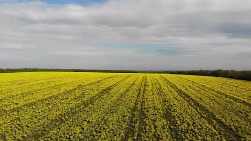 aerial shot of the blooming rapeseed canola field