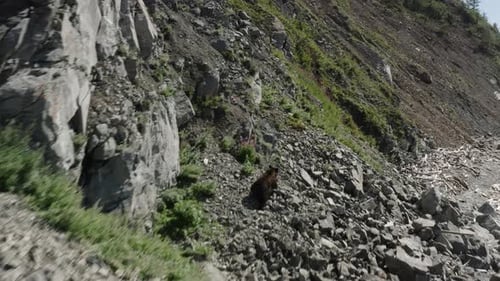 Mountain Bear on the Way to the Top of the Mountain
