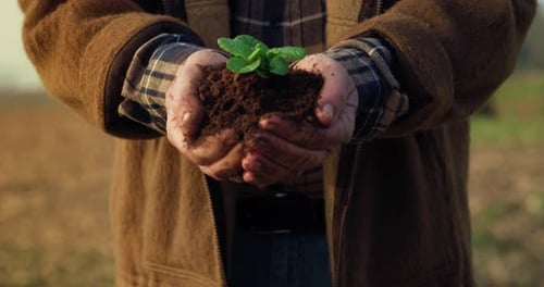 Cinematic Close Up Shot of Mature Farmer Hands Showing Young Seedlings Before Planting