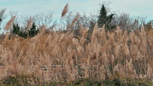a Dry Flower of Grass Blows in the Wind a Flower of Dry Grass Sways in the Wind