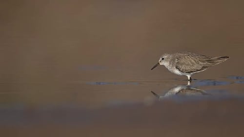 Temmincks Aufenthalt (Calidris temminckii) Nachdenken in einer Pfütze