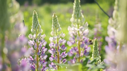 Honey Bee Lupin Wildflowers