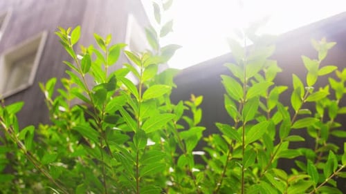 Nature And Flora Concept - Shrub Or Tree Branches With Green Leaves At Garden