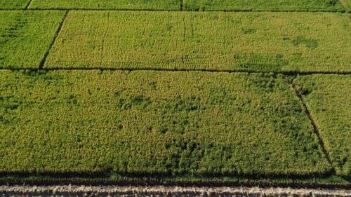 Aerial view of autumn before and after harvest with straw left in the field. Rice fields after harve