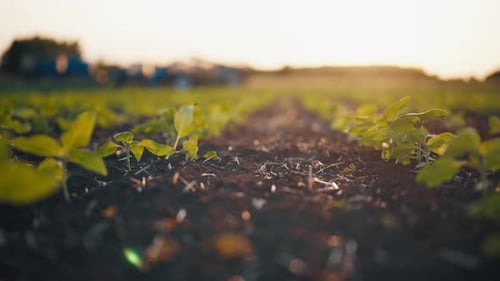 Growing Young Sprout Plants in Spring A Small Sprout Organic Plant Rises Up Growing in a Planting