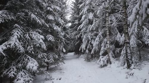 A snowy path winds through the winter forest, surrounded by tall, silent trees. Footsteps