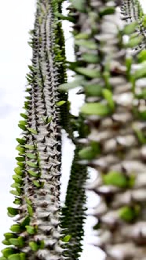Ocotillo de Madagascar aux tiges succulentes épineuses