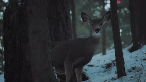 Beautiful young deer in the middle of a winter forest