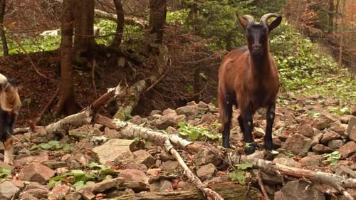 Brown mountain goat standing up and looking at camera in carpathian mountains