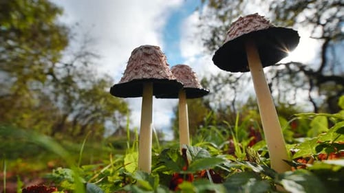 Low Angle Forest Scene Revealing Shaggy Ink Cap Mushrooms Emerging Through Golden Autumn Sunlight