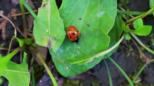 Ein leuchtend roter Marienkäfer, der auf einem frischen grünen Blatt kriecht