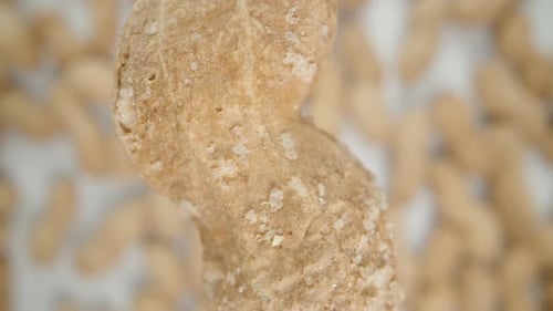 Shelled Peanuts Zoom Out on White Background