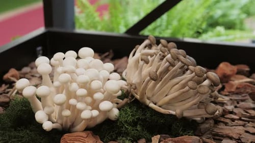 Fresh Wild Forest Mushrooms Portobello on Farmer Market