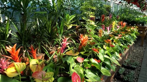 flores y plantas en una gran tienda de jardinería a cámara lenta