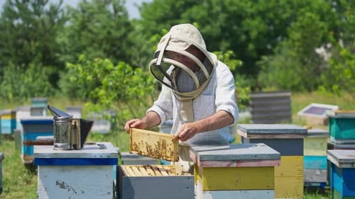 Beekeeper working on his bee farm. Apiarist in protective suit shaking off the bees