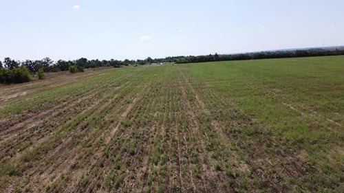 Blue Tractor O.A. Planting Canola On No Till Field