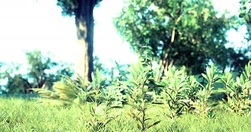 Lush Green Plants Thrive Under Bright Sunlight in a Serene Outdoor Setting