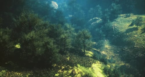 Une scène de forêt vibrante met en valeur une végétation épaisse sous un soleil éclatant