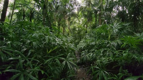 Walking on the Path Through Thick Lush Vegetation in the Tropical Rainforest POV