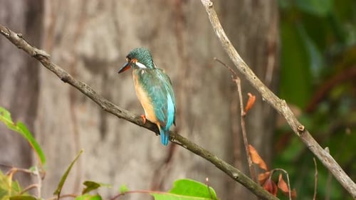 Colorful Kingfisher Perched on Tree Branch in Nature