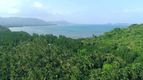 Flying Over Rice Field and Coconut Trees on the Background of Blue Sea Aerial View of Rice Terrace