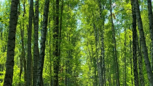 The Empty Spring Park at Sunny Day White Tree Trunks Shadows and Sunspots Blue Sky Footpath in