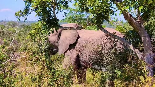 Male Elephant Hiding Behind Foliage in Daylight Heat of South Africa