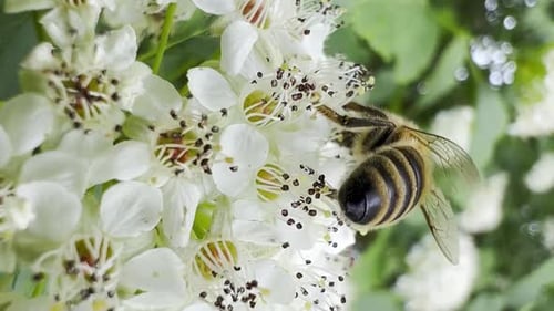 Eine Biene kriecht auf den frühlingsweißen Blüten einer Holunderbeere und fliegt dann davon. Vertikales Video