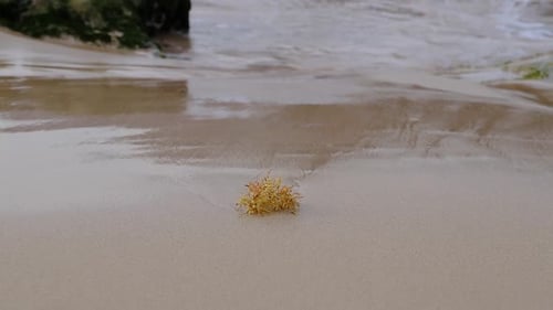 Isolated yellow seaweed on sandy beach with sea water creeping in the scene 50fps HD Static shot Por