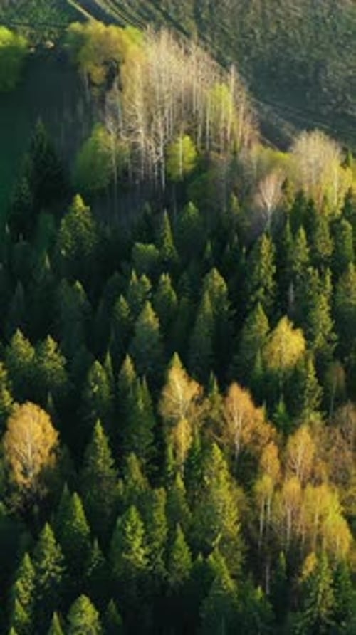 Top View of Beautiful Green Fields and Forests on Sunny Day Clip Green Fields with Roads and Village