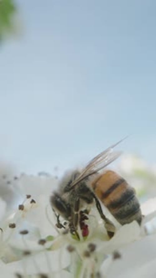 Honeybee Pollinating Flower in Macro Close Up