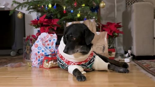 Festive Dog Laying Under Christmas Tree With Gifts