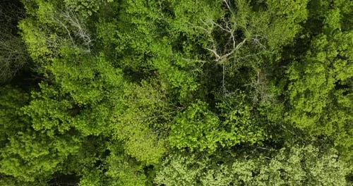 Wooden Pathways Through Woodland In Big Cypress Tree State Park In Weakley County, Tennessee, USA. A