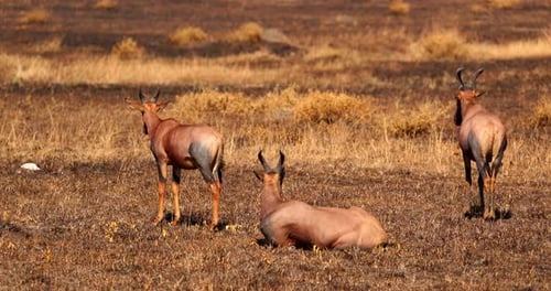 Topi Antelopes On Savannah In Masai Mara National Reserve, Kenya. wide shot, back view
