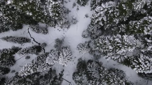 Rise Snowcovered Forest