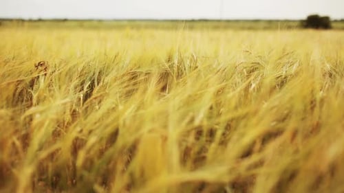 Nature, Summer, Harvest and Agriculture Concept - Cereal Field with Spikelets Of