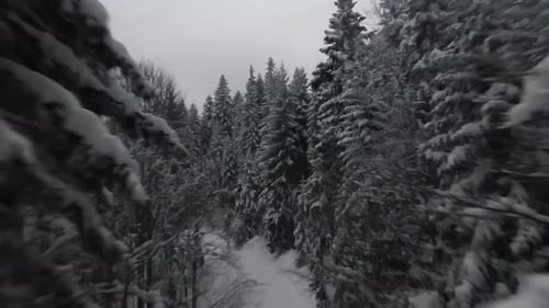 Arbres couverts de neige dans une forêt avec brume mouvante et belle lumière, vue aérienne, oiseaux, hiver