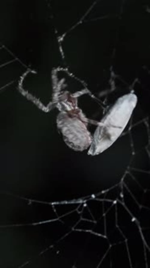Spider Hunt on Web at Night