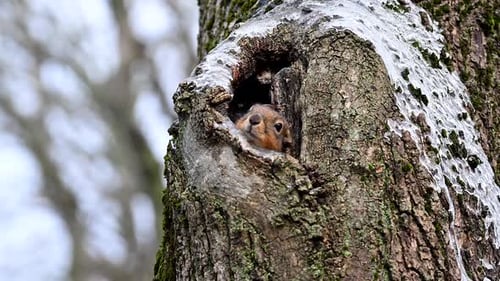 Cute Little Squirrel Pops in and Out of Its Den in a Cavity in a Maple Tree As It Wakes From a Nap