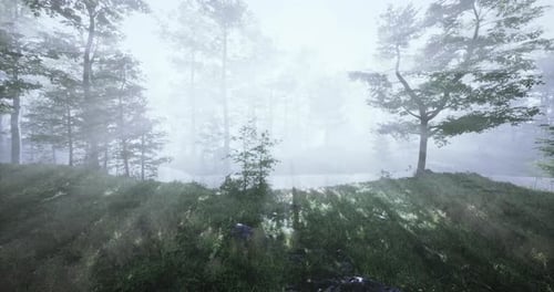 Misty Forest Landscape with Sunlight Filtering Through Trees at Dawn