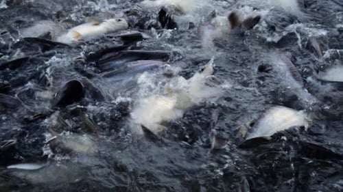 Feeding Frenzy of Pangasius Catfish at the River’s Surface in Rural Thailand